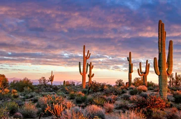 Papier Peint photo Lavable Arizona Paysage du désert de Sonora à Scottsdale AZ près de l& 39 heure du coucher du soleil