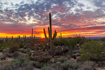 Vibrant Arizona Desert Sunset Skies With Saguaro Cactus In Scottsdale, AZ.