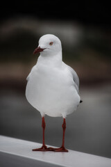 Seagull up close standing alone.