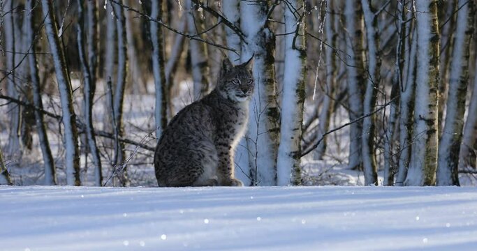 Lynx cub in winter. Young Eurasian lynx, Lynx lynx, sitting in snowy birch forest. Beautiful wild cat in nature. Animal with spotted orange fur. Beast of prey at frosty sunrise. Habitat Europe, Asia.