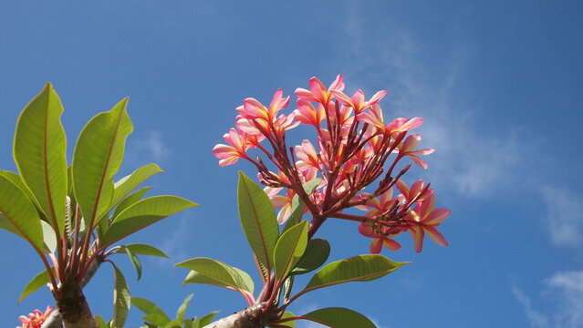 Blooming frangipani or red-jasmine, temple tree (Plumeria rubra) on a sky background, Cuba, Varadero