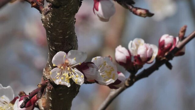 Peach blossoms in spring in sunny weather. White fruit tree flowers