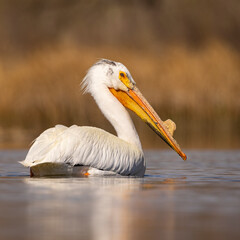 American white pelican (Pelecanus erythrorhynchos) swimming on calm pond in morning sunlight Colorado, USA