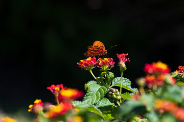 Monarch butterfly perched on flowers.