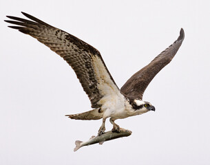 Osprey (Pandion haliaetus) in flight with rainbow trout catch wings up Colorado, USA