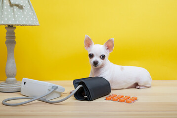 Purebred chihuahua under a cozy vintage lamp with green lampshade with white polka dots posing with a tonometer carefully looking at a pack of orange flu pills