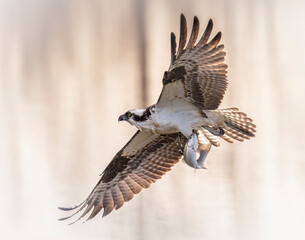 Osprey (Pandion haliaetus) in flight with rainbow trout catch wings out Colorado, USA
