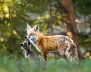 Red fox (Vulpes vulpes) adult with kit in warm evening sunlight Colorado, USA