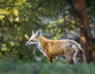 Red fox (Vulpes vulpes) adult standing in forest Colorado, USA