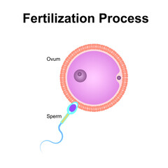 Obraz na płótnie Canvas Scientific Designing of Fertilization Process. Sperm And Ovum Fusion. Colorful Symbols. Vector Illustration.