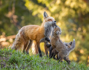 Red fox (Vulpes vulpes) adult with two kits Colorado, USA