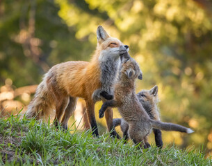 Red fox close up
