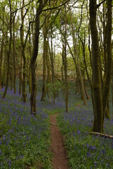 a path leading down a forest filled with bluebells