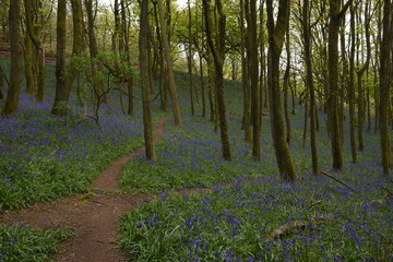 a path leading down a forest filled with bluebells