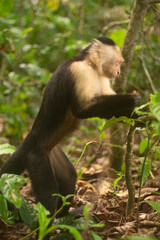 Whitefaced Capuchin Monkey