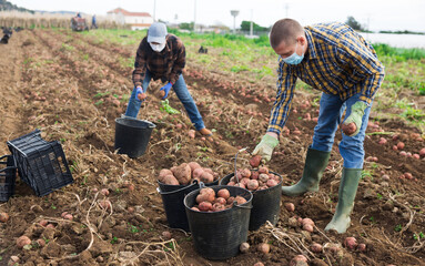 Man and woman in face masks harvesting potatoes on plantation and filling crates with them.