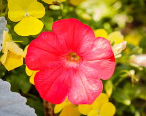 Beautiful Flowers - In honor of Mothers Day