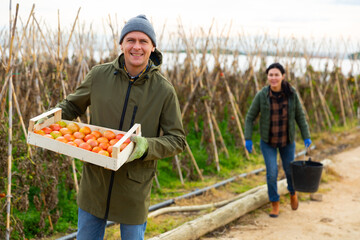 Obraz premium Positive European man farmer holding wooden box full of tomatoes in vegetable garden. Asian woman carrying bucket in background.