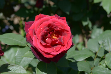 嵐山　バラの花