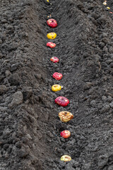 planting multicolored gladiolus bulbs in the garden