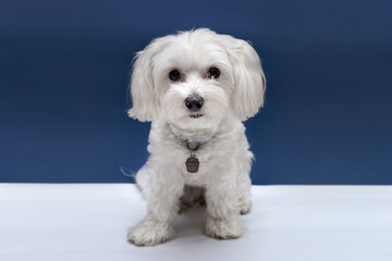 Obraz premium white dog sitting in blue background