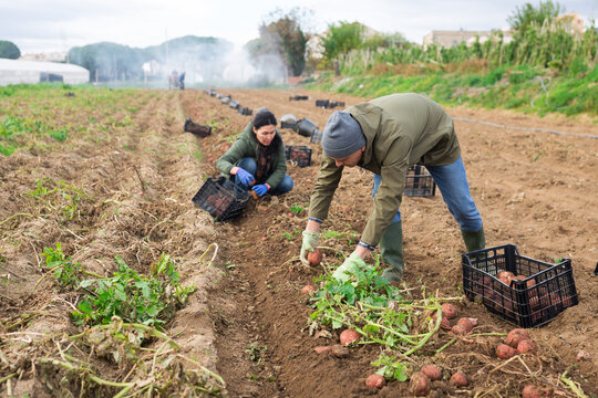 Focused farm workers harvesting organic potato crop on field on autumn day