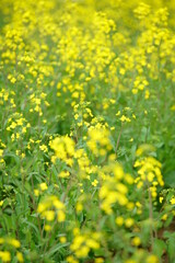 Fototapeta premium It feels like spring today