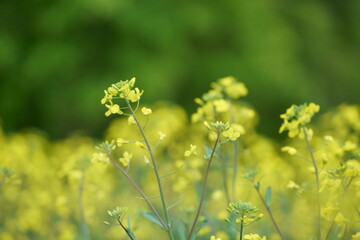 Obraz premium It feels like spring today