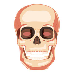 Skull Smiley Skeleton Human head front view. Human face model with open mouth. Set of chump realistic flat natural color concept. Vector illustration of anatomy isolated on white background