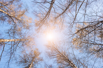 Variety crowns of the trees in the spring forest against the blue sky with the sun. Bottom view of the trees