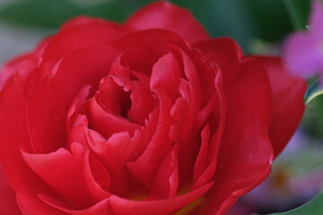 Bright red flower of camellia, petal close up. Pink fresh camellia flower head macro close up, selective focus.