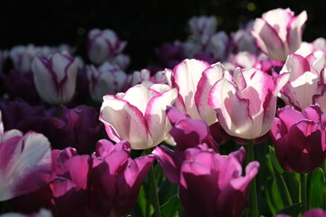 Fototapeta premium White and purple tulip close up, selective focus. Field of many blooming white, and purple tulips showing green stems. Tulips against the day sun light.