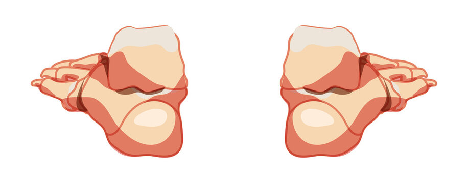 Foot and ankle Bones Human Skeleton back Posterior dorsal view. Set of Anatomically correct joints, toe phalanges, cuboid, metatarsal, navicular, cuneiform realistic flat concept Vector illustration