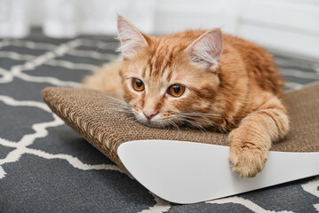 Cute ginger cat lying on the scratching post - 503365027