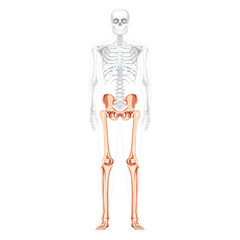 Lower limbs Human Pelvis with legs, Thighs Feet, ankles Skeleton front Anterior ventral view with partly transparent body. Anatomically correct 3D realistic flat natural color Vector illustration