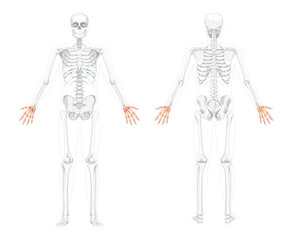 Skeleton Hands Human front back view with two arm poses with partly transparent bones position. Carpals, wrist 3D realistic flat concept Vector illustration of anatomy isolated on white background