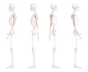 Skeleton Humerus arm Human side view with partly transparent bones position. Set of 3D Anatomically correct realistic flat natural color concept Vector illustration isolated on white background