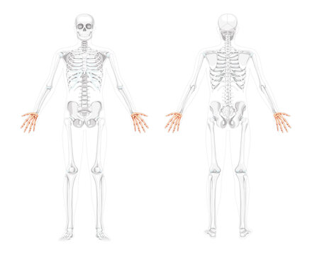 Skeleton Hands Human front back view with two arm poses with partly transparent bones position. Carpals, wrist 3D realistic flat concept Vector illustration of anatomy isolated on white background