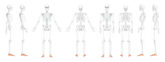Set of Skeleton Foot ankle Bones Human front back side view with partly transparent bones position. 3D realistic flat natural color concept Vector illustration of anatomy isolated on white background