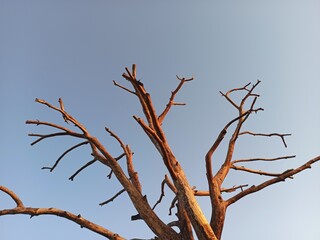 branches against blue sky