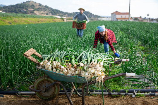 Closeup of wheelbarrow with pile of freshly harvested green onions on small farm plantation on background with working people