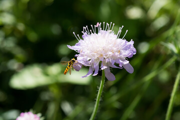 満開のマツムシソウと蜂
