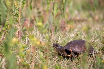 Yellow Bellied Slider