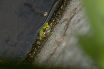 可愛いアマガエル