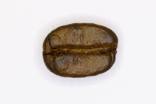Coffee bean. Delicious drink. Isolated. Brown coffee bean isolated on white background. Coffee bean for making aromatic Arabica, Robusta, Excelsa, and Liberica type coffees. Close-up Macro. Copy space