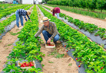 Three farmers collect ripe delicious strawberries on the plantation beds, putting the berries in...