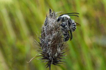 Wild bees on a stem (Eucera clypeata Male)  Solitary bees