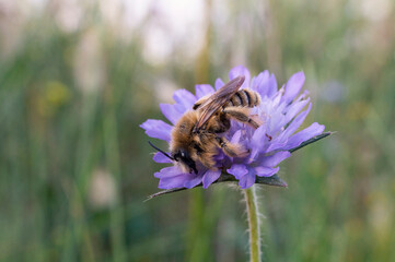 Wild bee on a flower - Knautia arvensis  - Field scabious Solitaty bees