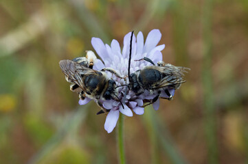 Wild bees on a flower (Eucera clypeata on Knautia arvensis  - Field scabious - Female and Male)  Bee mating season - Solitary bees