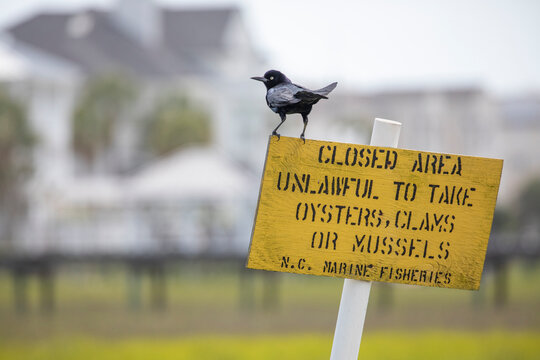 Grackle on a Sign